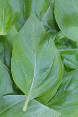 Green Basil leaves in close - up