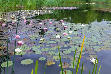 Blüte © Otto Durst