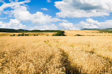 wheat land background