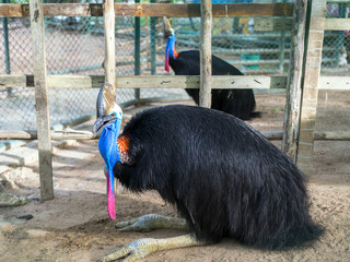 Southern Cassowary