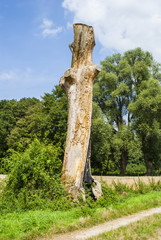 Fototapeta premium Dead tree