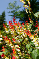 Natur_Wiese_Blume_Sonne_Wasser_5