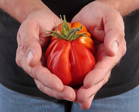 L&ouml;wenherztomate II