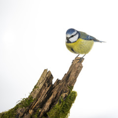 Mésange bleue (Cyanistes caeruleus - Eurasian Blue Tit) sur fon
