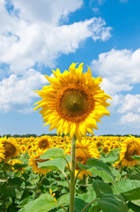Fototapeta premium beautiful sunflower with green leaves