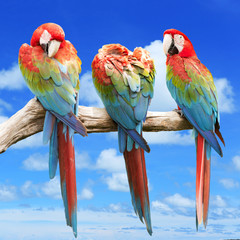 Scarlet Macaw with beautiful sky.