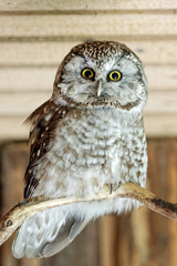 Rauhfußkauz