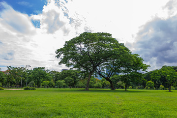 Fototapeta premium Big tree on green grass in the park