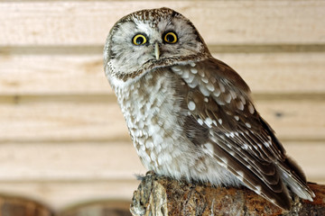Rauhfußkauz