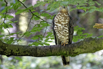 Wespenbussard