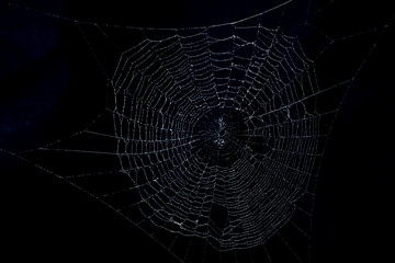 dark spiderweb
