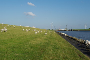 Husum mit Schafen am Deich 5