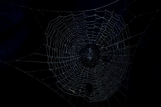 dark spiderweb