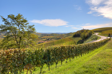 Fototapeta na wymiar Fields and vineyards in Piedmont, Italy.