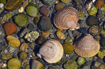 Three seashells in water