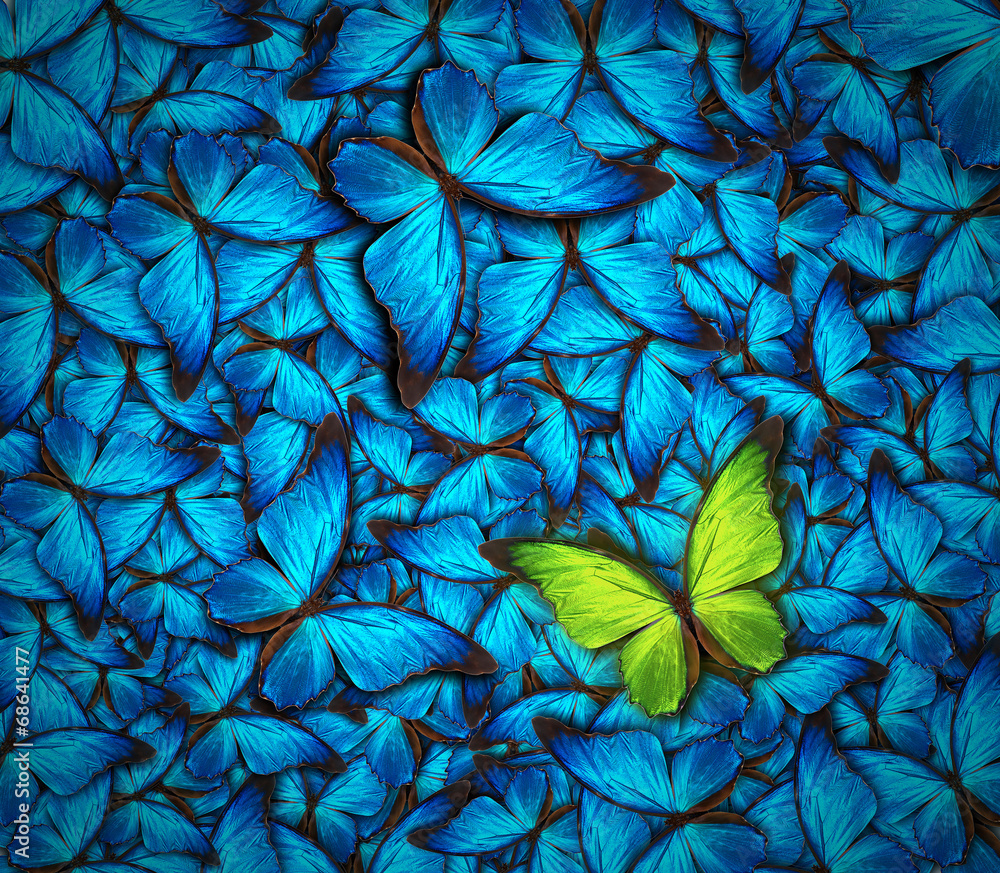 Wall mural beautiful butterfly background