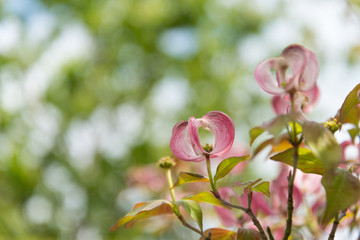 Exotische Bl&uuml;te