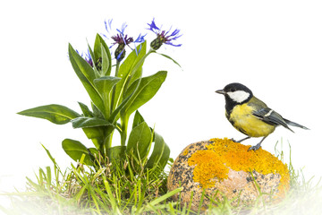 Mésange charbonnière - Parus major - Great Tit