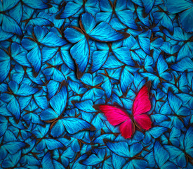 Obraz premium piękny motyl tło