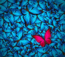 Crédence de cuisine en verre imprimé Papillon beau fond de papillon