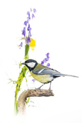 Mésange charbonnière - Parus major - Great Tit