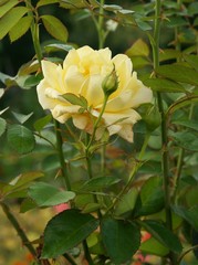 yellow rose in a garden