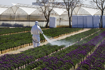 View of a large indoors green plant nursery.