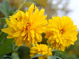 yellow,round flowers of summer sun perennial plant