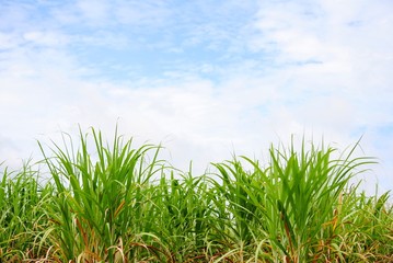 Leaf cane