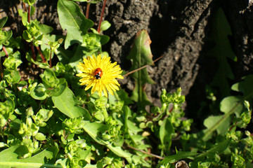 Little ladybug on dandelion in grass