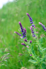 Beautiful wild flowers in field