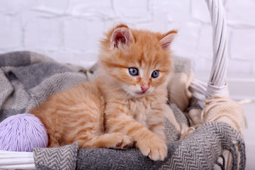 Cute little red kitten  relaxing in basket, on light background