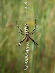 Ragno vespa (Argiope bruennichi) con preda