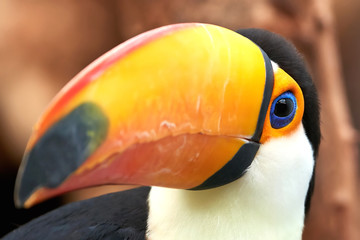 Toco Toucan (Ramphastos toco) © dennisjacobsen