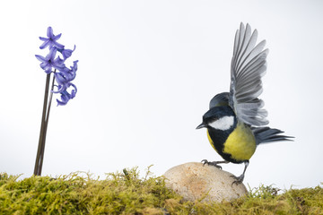 Mésange charbonnière (Parus major - Great Tit) sur fond blanc