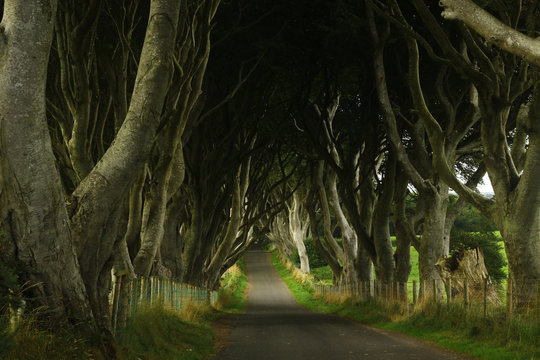dark hedges - film location of game of thrones
