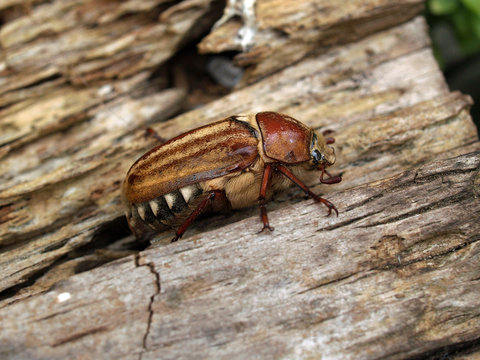 Anoxia matutinalis