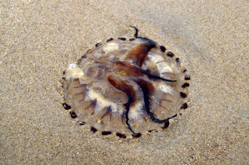 Meduza na plaży © Iwona