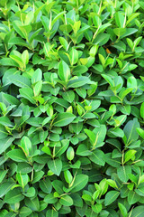 Beautiful green bush close up
