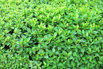 Beautiful green bush close up