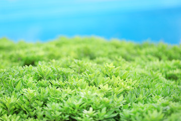 Beautiful green bush close up