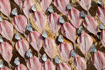 Drying fish in Portugal