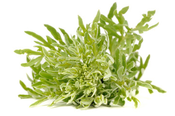 Wormwood Isolated on White Background