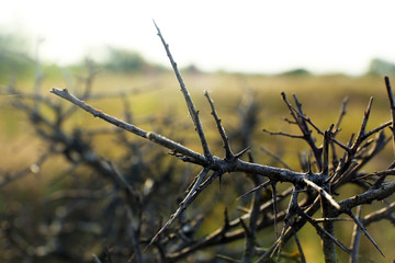 Thorn bush, outdoors