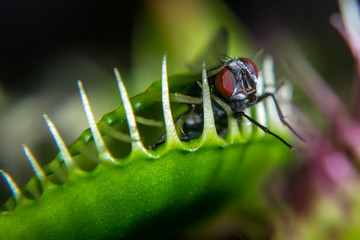 Venusfliegenfalle