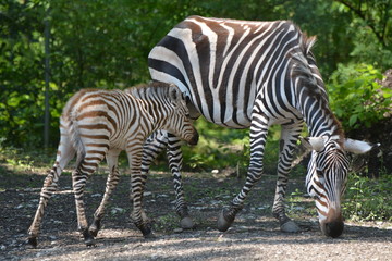 Fototapeta na wymiar Grant's Zebra Foal With Mare