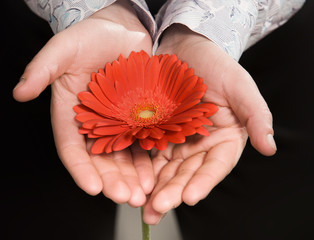 Men's hands holding a flower