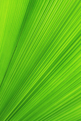 Obraz premium Texture of Green palm Leaf