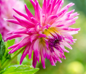Closeup on pink dahlia flower :)