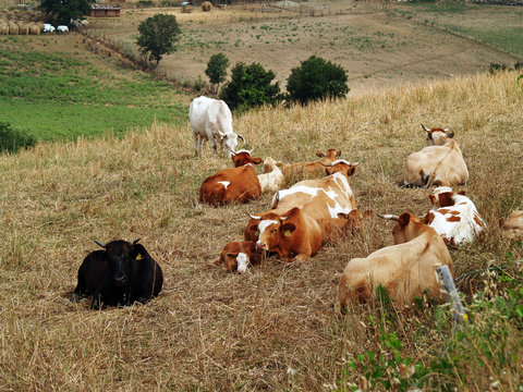 Vacche al pascolo a Semproniano.